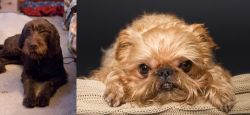 Pudelpointer vs Brug - Breed Comparison