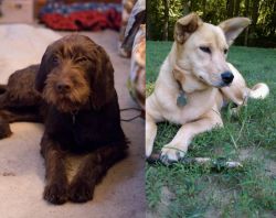 Pudelpointer vs Carolina Dog - Breed Comparison