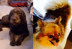 Pudelpointer vs Chiapom - Breed Comparison