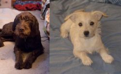 Pudelpointer vs Chipoo - Breed Comparison