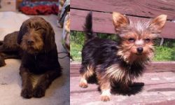 Pudelpointer vs Chorkie - Breed Comparison