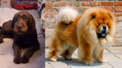 Pudelpointer vs Chow Chow - Breed Comparison