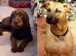 Pudelpointer vs Combai - Breed Comparison