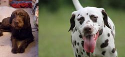 Pudelpointer vs Dalmatian - Breed Comparison