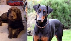 Pudelpointer vs Doberman Pinscher - Breed Comparison