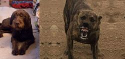 Pudelpointer vs Dogo Sardesco - Breed Comparison
