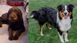 Pudelpointer vs English Shepherd - Breed Comparison