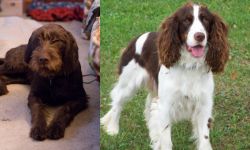 Pudelpointer vs English Springer Spaniel - Breed Comparison