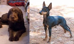 Pudelpointer vs English Toy Terrier (Black & Tan) - Breed Comparison