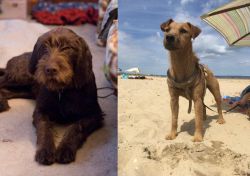 Pudelpointer vs Fell Terrier - Breed Comparison