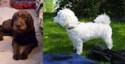 Pudelpointer vs Franzuskaya Bolonka - Breed Comparison