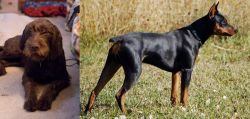 Pudelpointer vs German Pinscher - Breed Comparison