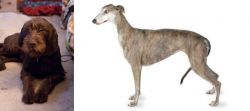 Pudelpointer vs Greyhound - Breed Comparison