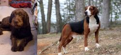 Pudelpointer vs Hamiltonstovare - Breed Comparison