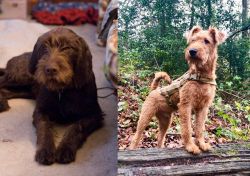 Pudelpointer vs Irish Terrier - Breed Comparison