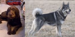 Pudelpointer vs Jamthund - Breed Comparison