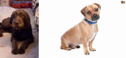 Pudelpointer vs Jug - Breed Comparison