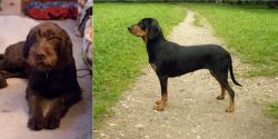 Pudelpointer vs Latvian Hound - Breed Comparison