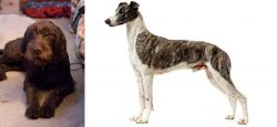 Pudelpointer vs Magyar Agar - Breed Comparison