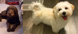 Pudelpointer vs Maltipoo - Breed Comparison