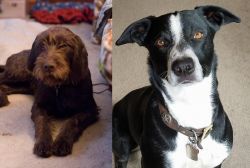 Pudelpointer vs McNab - Breed Comparison