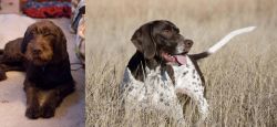 Pudelpointer vs Old Danish Pointer - Breed Comparison