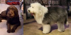 Pudelpointer vs Old English Sheepdog - Breed Comparison