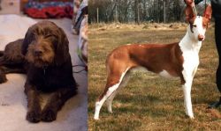 Pudelpointer vs Podenco Canario - Breed Comparison