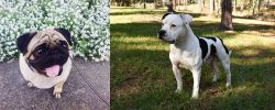 Pug vs American Bulldog - Breed Comparison