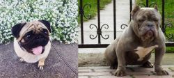 Pug vs American Bully - Breed Comparison