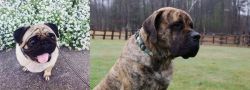 Pug vs American Mastiff - Breed Comparison