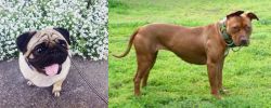 Pug vs American Pit Bull Terrier - Breed Comparison