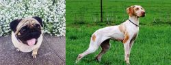 Pug vs Ariege Pointer - Breed Comparison