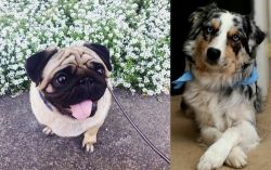Pug vs Australian Collie - Breed Comparison
