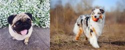 Pug vs Australian Shepherd - Breed Comparison