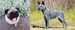 Pug vs Australian Stumpy Tail Cattle Dog - Breed Comparison