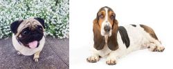 Pug vs Basset Hound - Breed Comparison