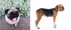 Pug vs Beagle-Harrier - Breed Comparison