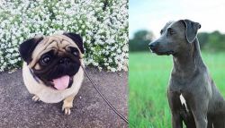 Pug vs Blue Lacy - Breed Comparison