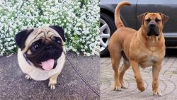 Pug vs Boerboel - Breed Comparison