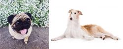 Pug vs Borzoi - Breed Comparison