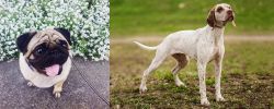 Pug vs Braque du Bourbonnais - Breed Comparison