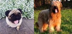 Pug vs Briard - Breed Comparison