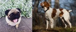 Pug vs Brittany - Breed Comparison