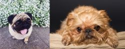 Pug vs Brug - Breed Comparison