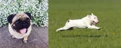 Pug vs Bull Terrier - Breed Comparison