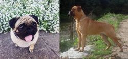 Pug vs Bullmastiff - Breed Comparison