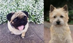 Pug vs Cairn Terrier - Breed Comparison