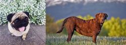 Pug vs Chesapeake Bay Retriever - Breed Comparison