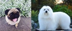 Pug vs Coton De Tulear - Breed Comparison